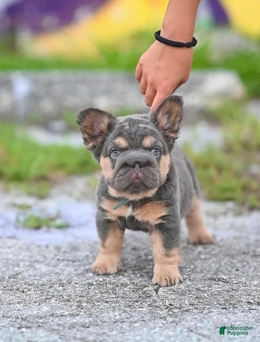 French Bulldog dogs Zena Lilac Tan Big Rope Fluffy French Bulldog Puppy - Ad 2