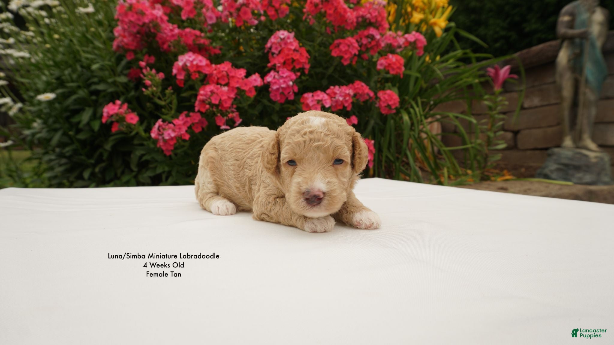 Miniature Labradoodle dogs LS G3 - Ad 2