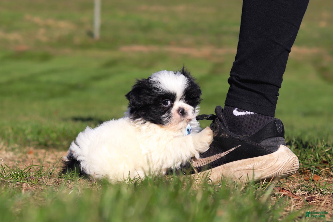 Shih Tzu dogs for sale: Howie - Ad 4