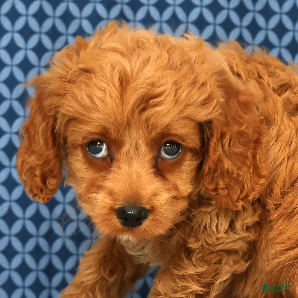 Cockapoo dogs Milo - Ad 2