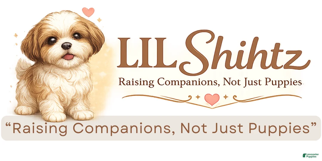 Shih Tzu dogs for sale: LIL Pink Girl - Ad 6