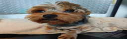 Yorkshire Terrier dogs for sale: Prim Rose - Ad 2
