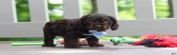 Cocker Spaniel dogs for sale: Charlie - Ad 8