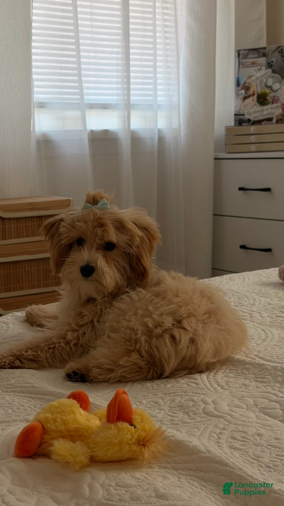 Maltipoo dogs for sale: Maltipoo 1 - Ad 1
