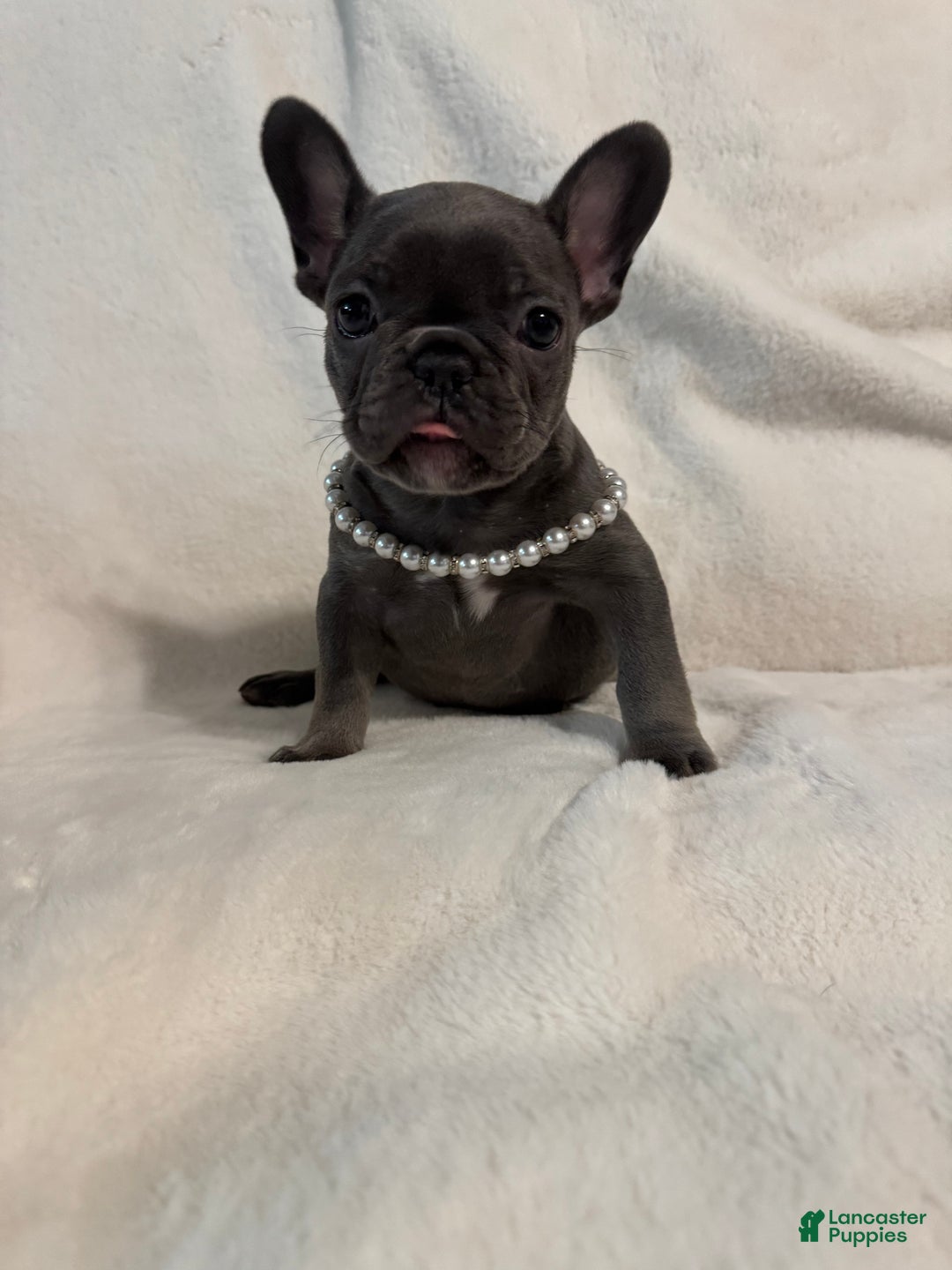 French Bulldog dogs for sale: French Bulldog litter of 1 puppies - Ad 5