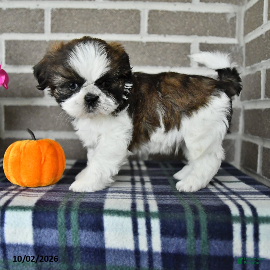 Shih Tzu dogs Carson - Ad 2