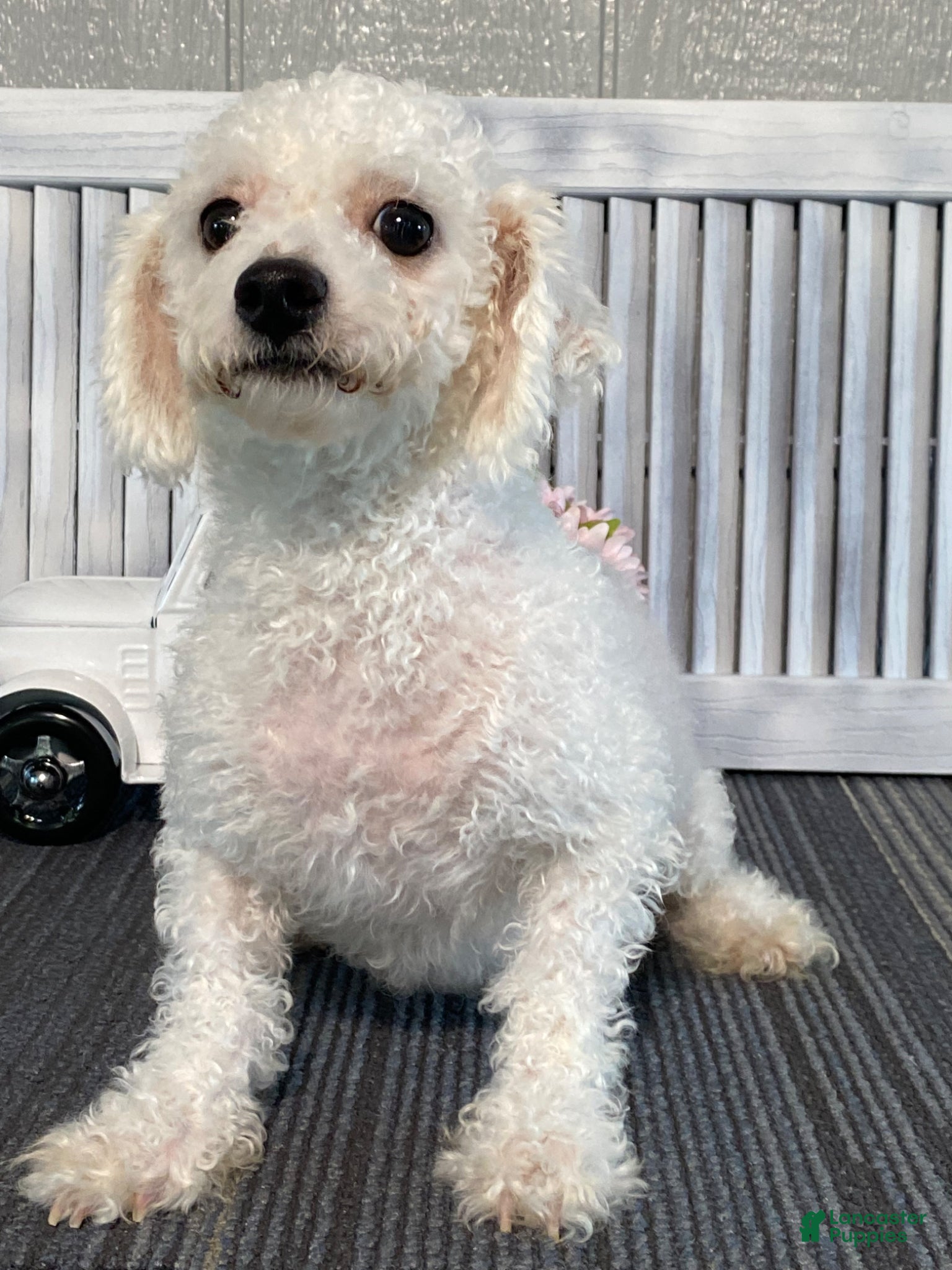 Mixed Breed dogs for sale: Amber - Ad 6
