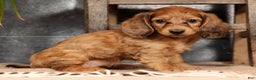 Miniature Dachshund dogs for sale: Anni - Ad 5