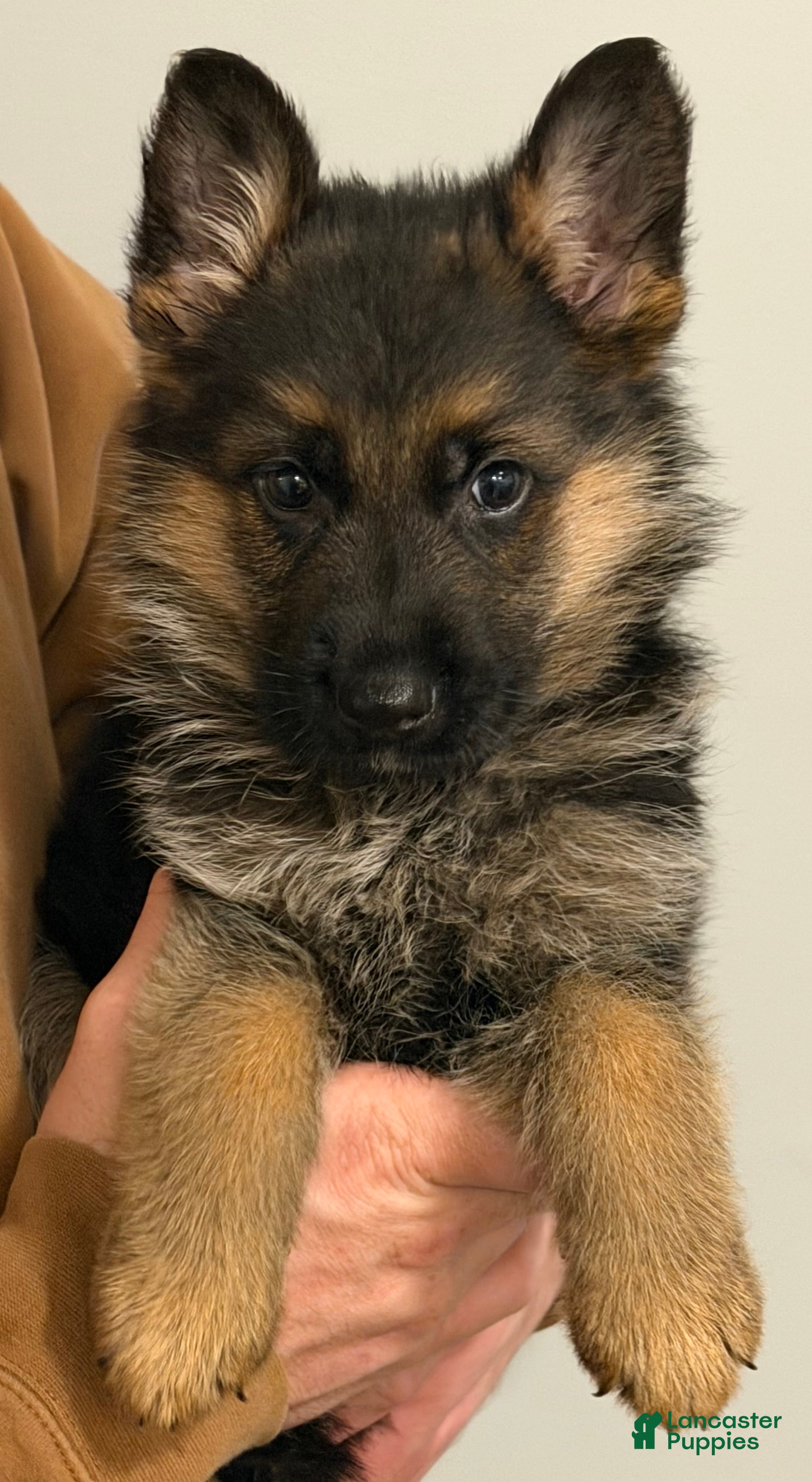 German Shepherd dogs Hercules - Ad 4
