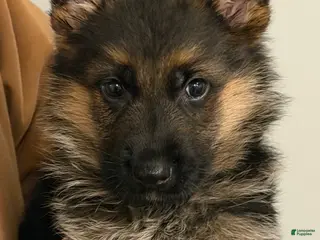 German Shepherd dogs Hercules - Ad 4