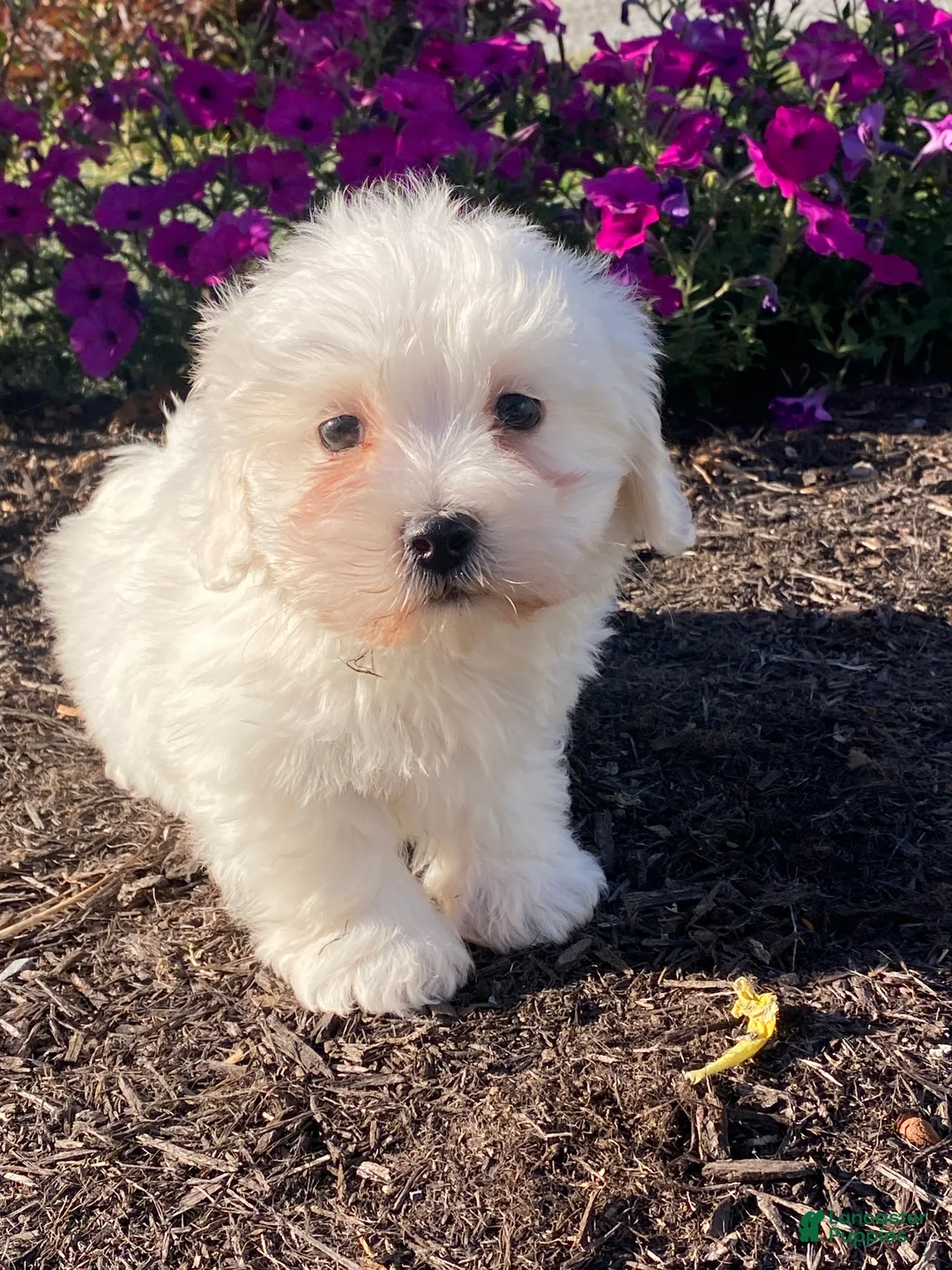 Coton De Tulear dogs for sale: Charles  - Ad 5