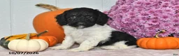 Cockapoo dogs for sale: Oreo - Ad 3
