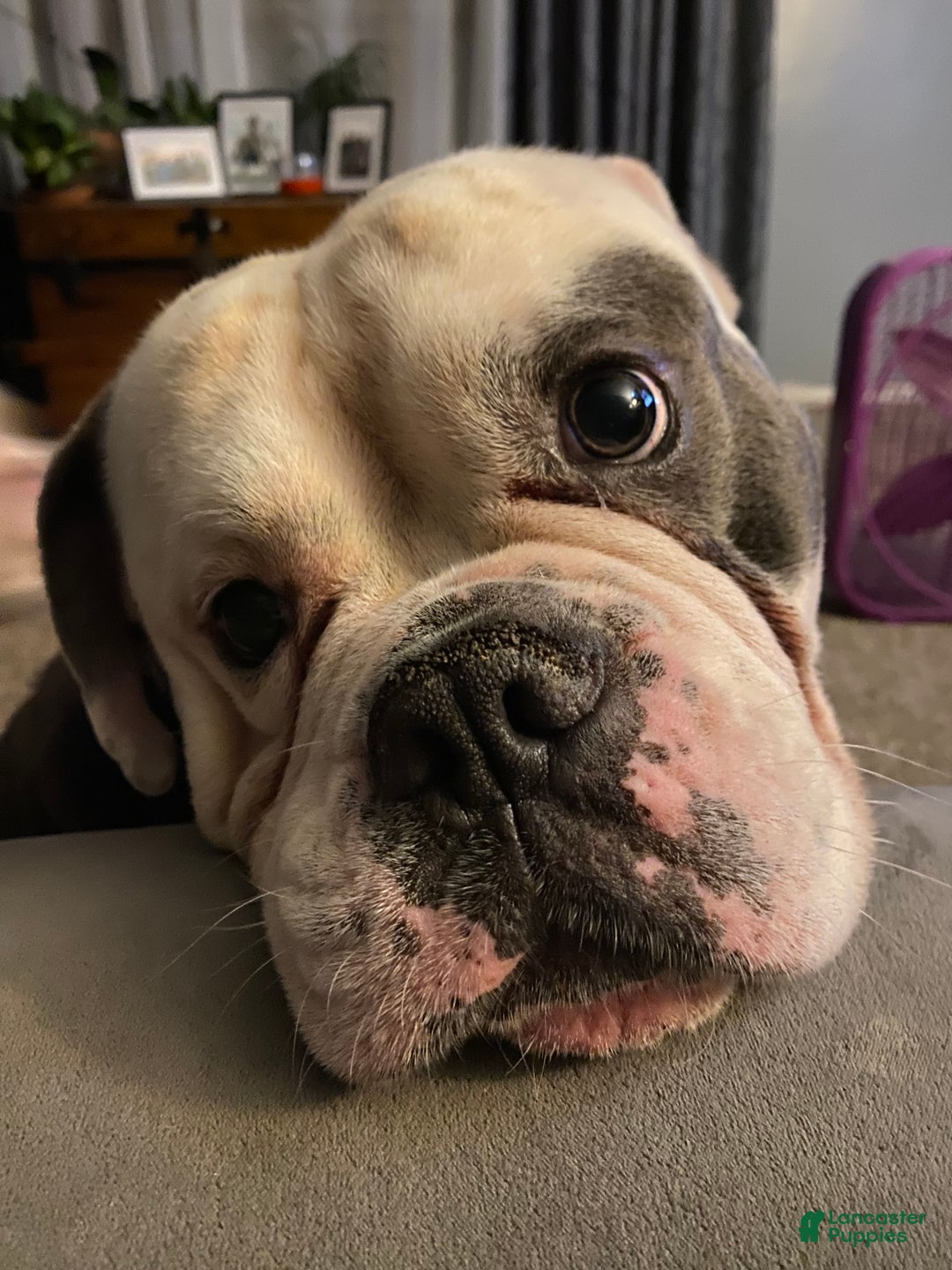 Olde English Bulldogge dogs for stud: Stud Service AVAILABLE  - Ad 2