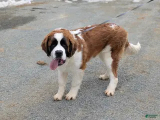 Saint Bernard dogs Parkinson - Ad 15