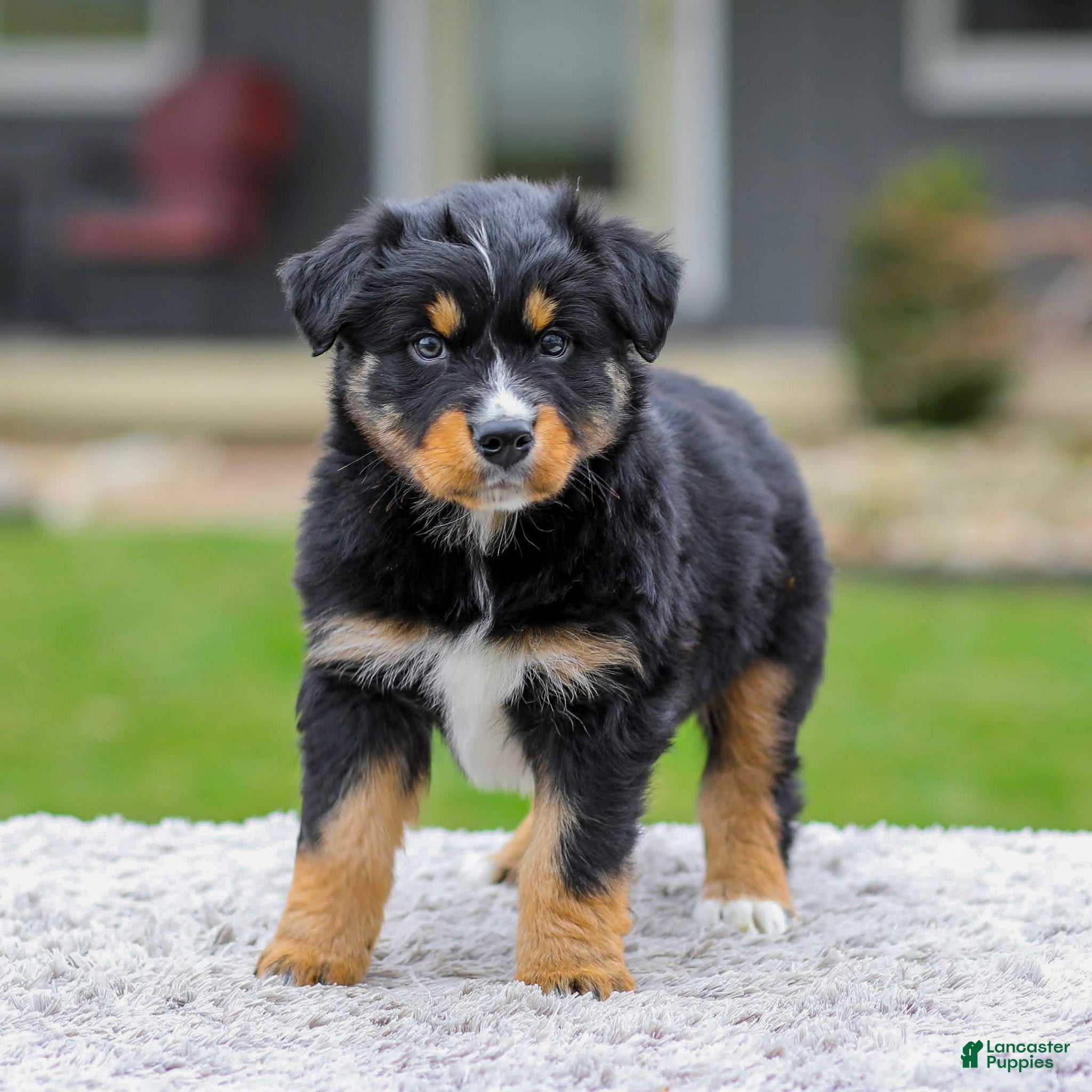 Australian Shepherd dogs Arney - Ad 1