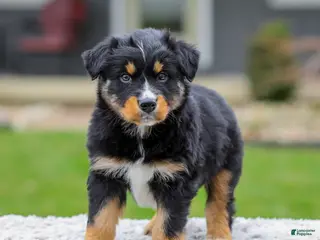 Australian Shepherd dogs for sale: Arney - Ad 2