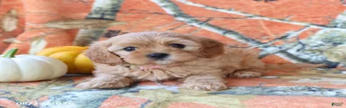 Hazel