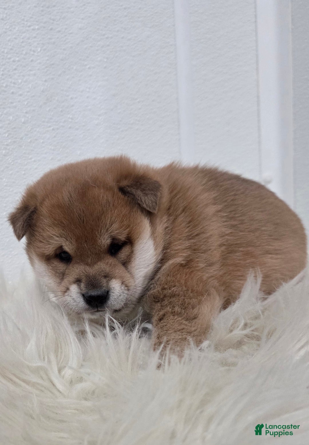 Shiba Inu dogs for sale: Ashton - Ad 4