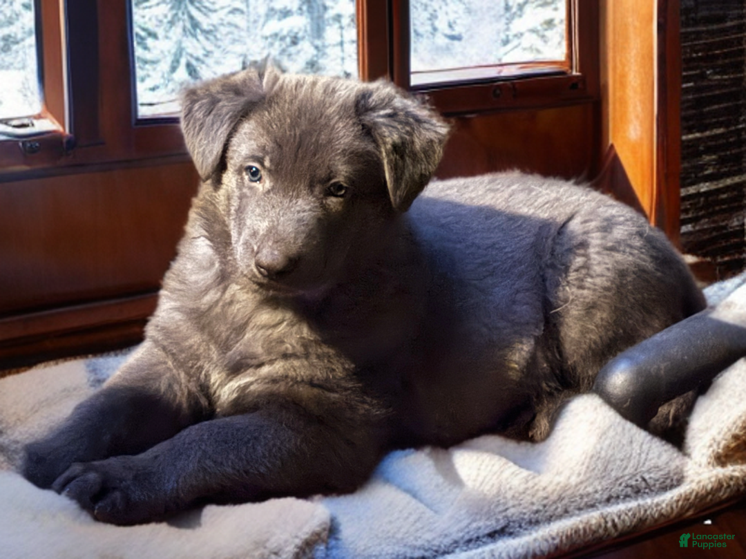 German Shepherd dogs for sale: Blue - Ad 1