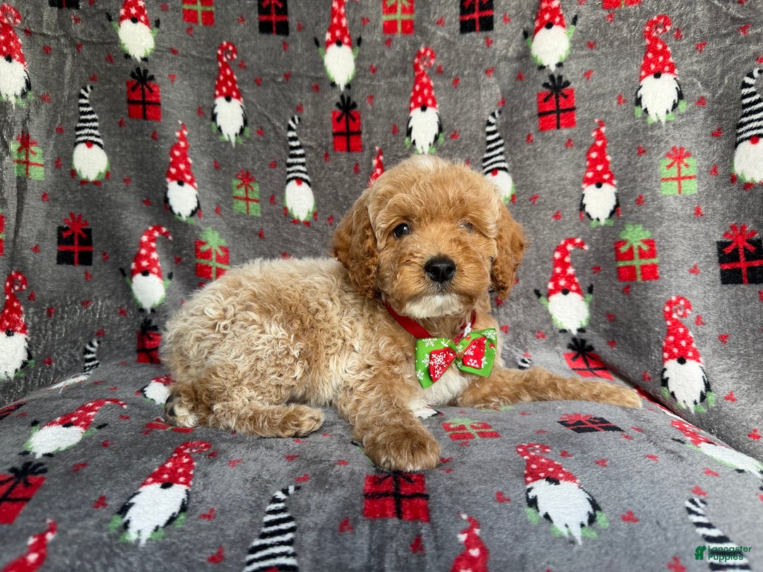 Cockapoo dogs for sale: Bean - Ad 3