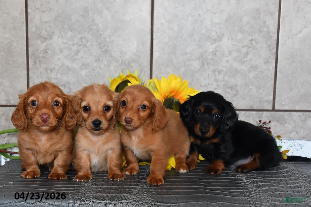 Miniature Dachshund dogs for sale: Ollie - Ad 5