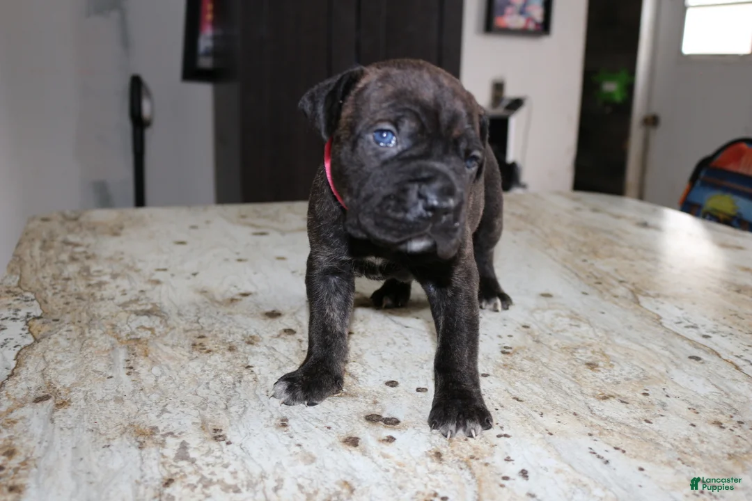 Cane Corso dogs for sale: Pink - Ad 1