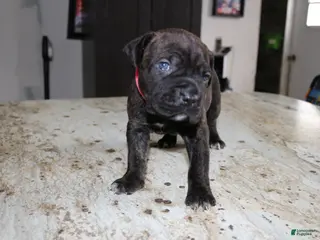 Cane Corso dogs Pink - Ad 27