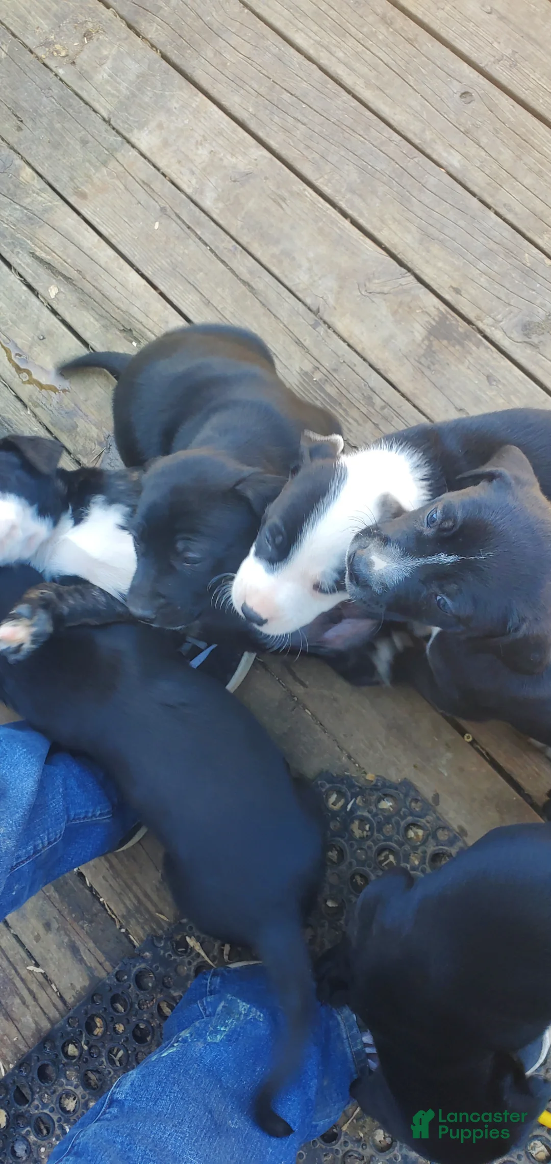Mixed Breed dogs for sale: Mixed Breed Puppy 2 - Ad 2