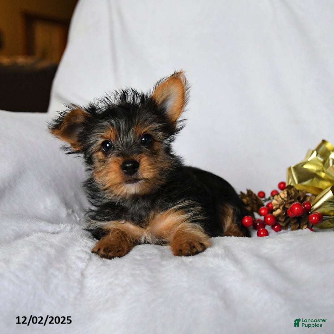 Yorkshire Terrier dogs for sale: Cookie - Ad 3