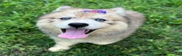 Siberian Husky dogs for sale: RISA - Ad 10