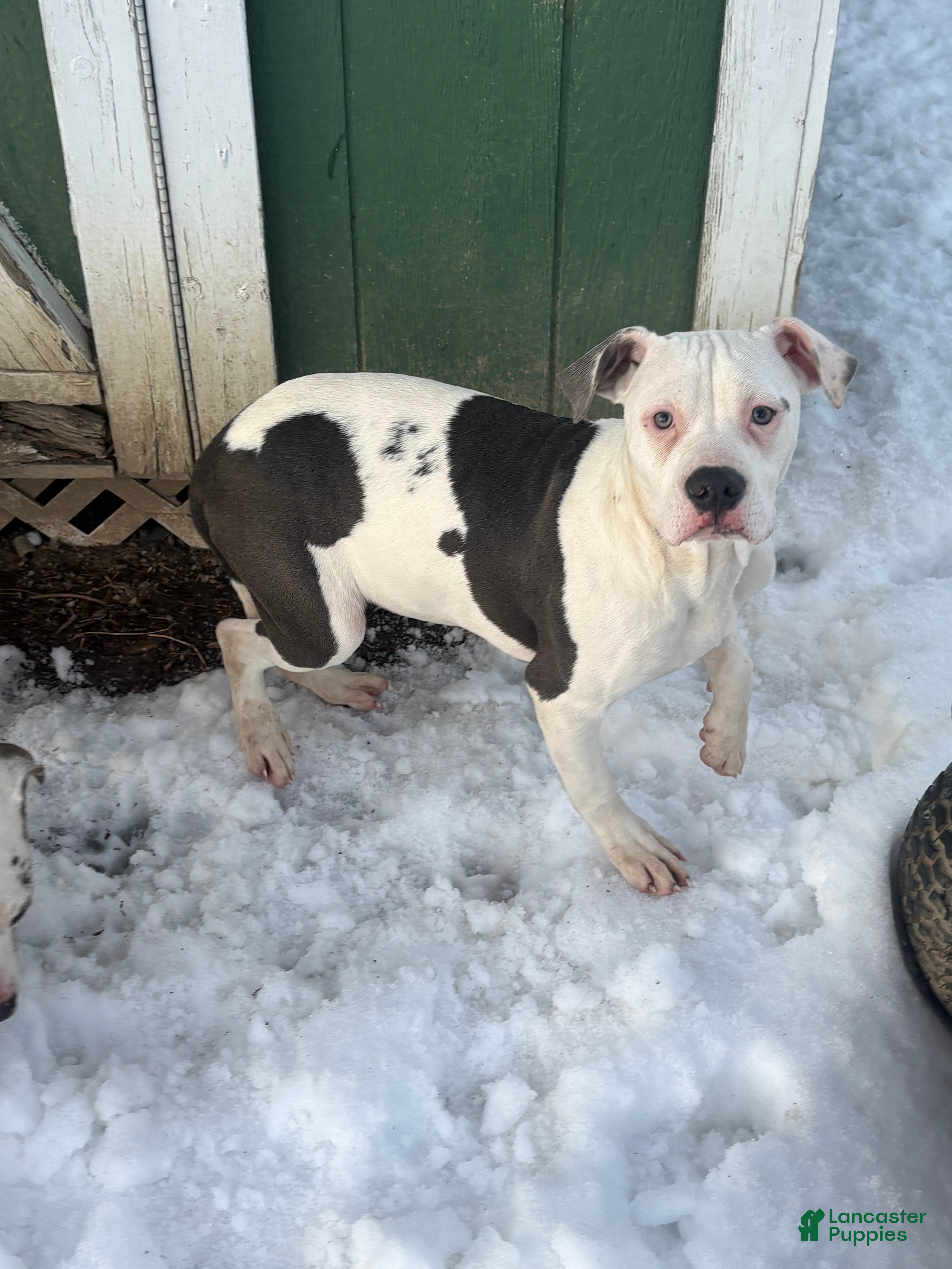 Mixed Breed dogs Myla - Ad 2