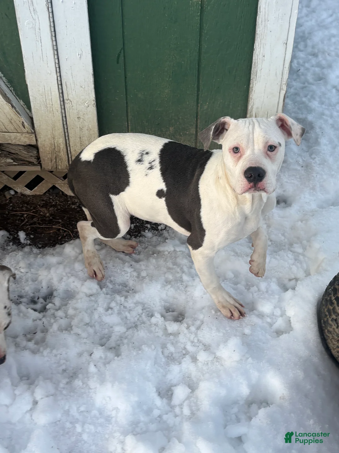 Mixed Breed dogs for sale: Myla - Ad 2