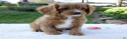 Cavapoo dogs for sale: Eddy - Ad 7