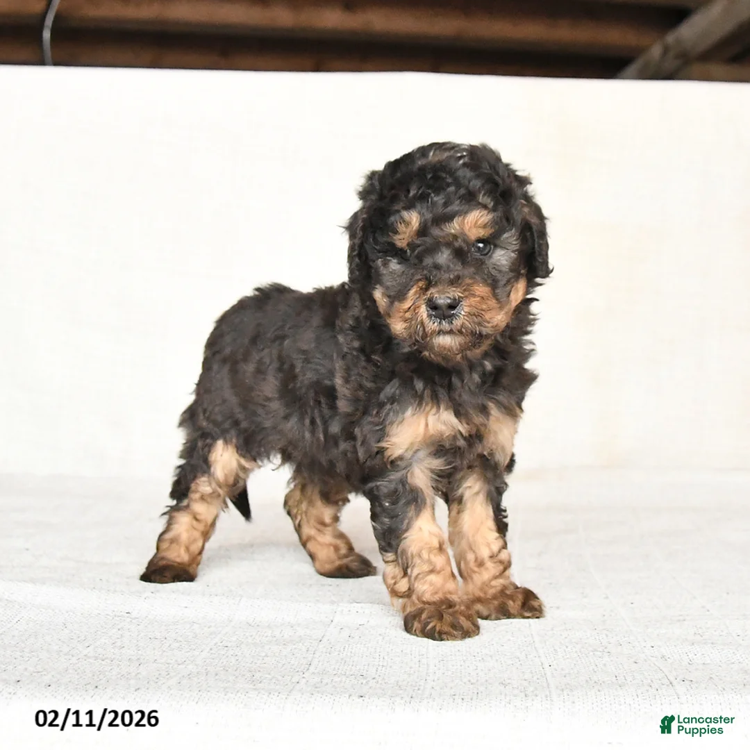 Mini Goldendoodle dogs for sale: Georgie - Ad 4