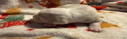 Olde English Bulldogge dogs for sale: Tri Lilac Merle - Ad 7