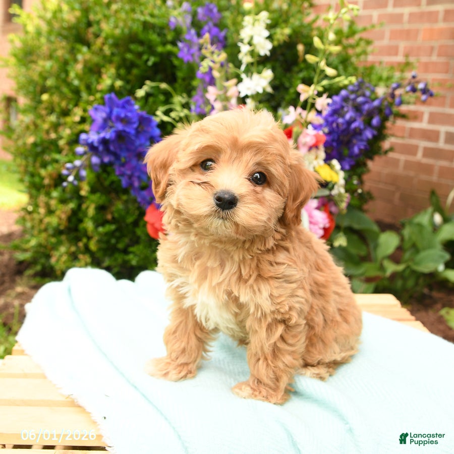 Maltipoo dogs for sale: Lake  - Ad 5