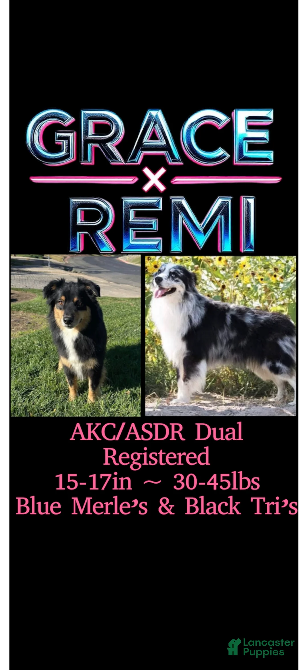 Australian Shepherd dogs for sale: Robbin 2 blue eyes - Ad 7