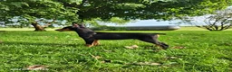 Doberman Pinscher dogs for sale: Koda - Ad 6