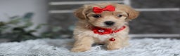 Maltipoo dogs for sale: Robin - Ad 13