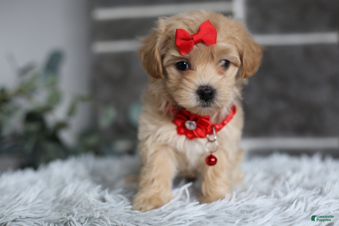 Maltipoo dogs for sale: Robin - Ad 13