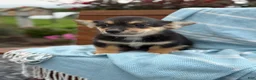 Welsh Corgi Pembroke dogs for sale: Josie - Ad 12