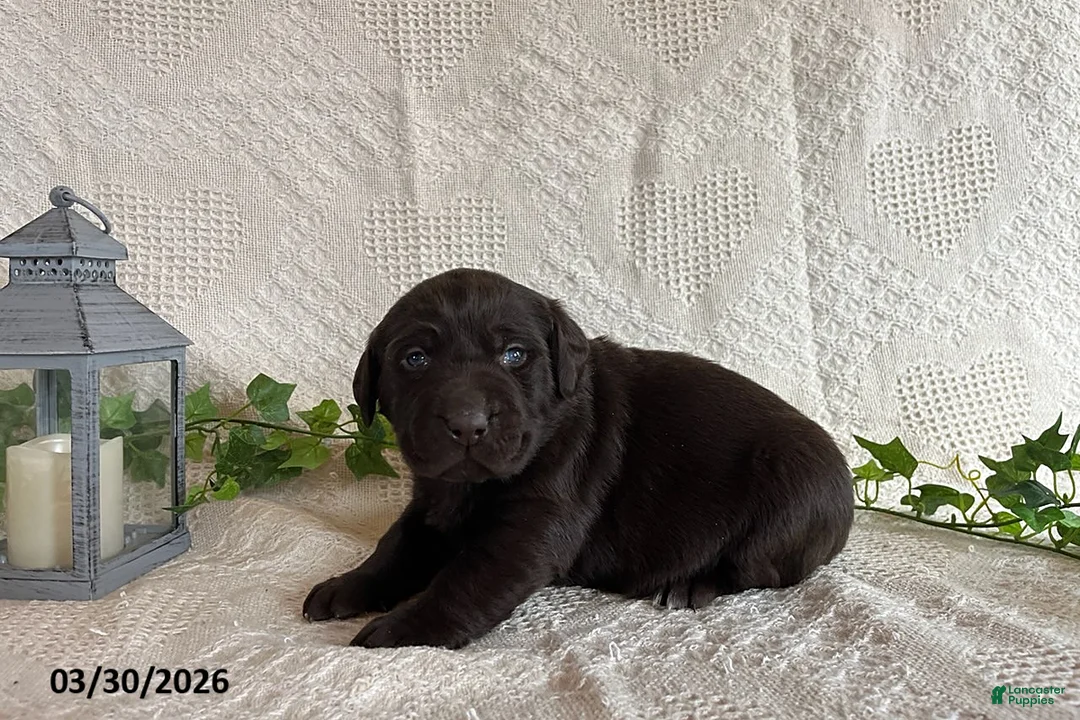 Labrador Retriever dogs for sale: Renee - Ad 2