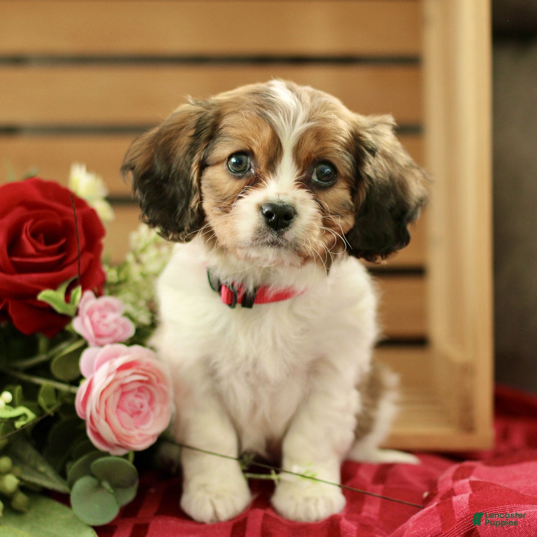 Cavachon dogs for sale: Ava  - Ad 3