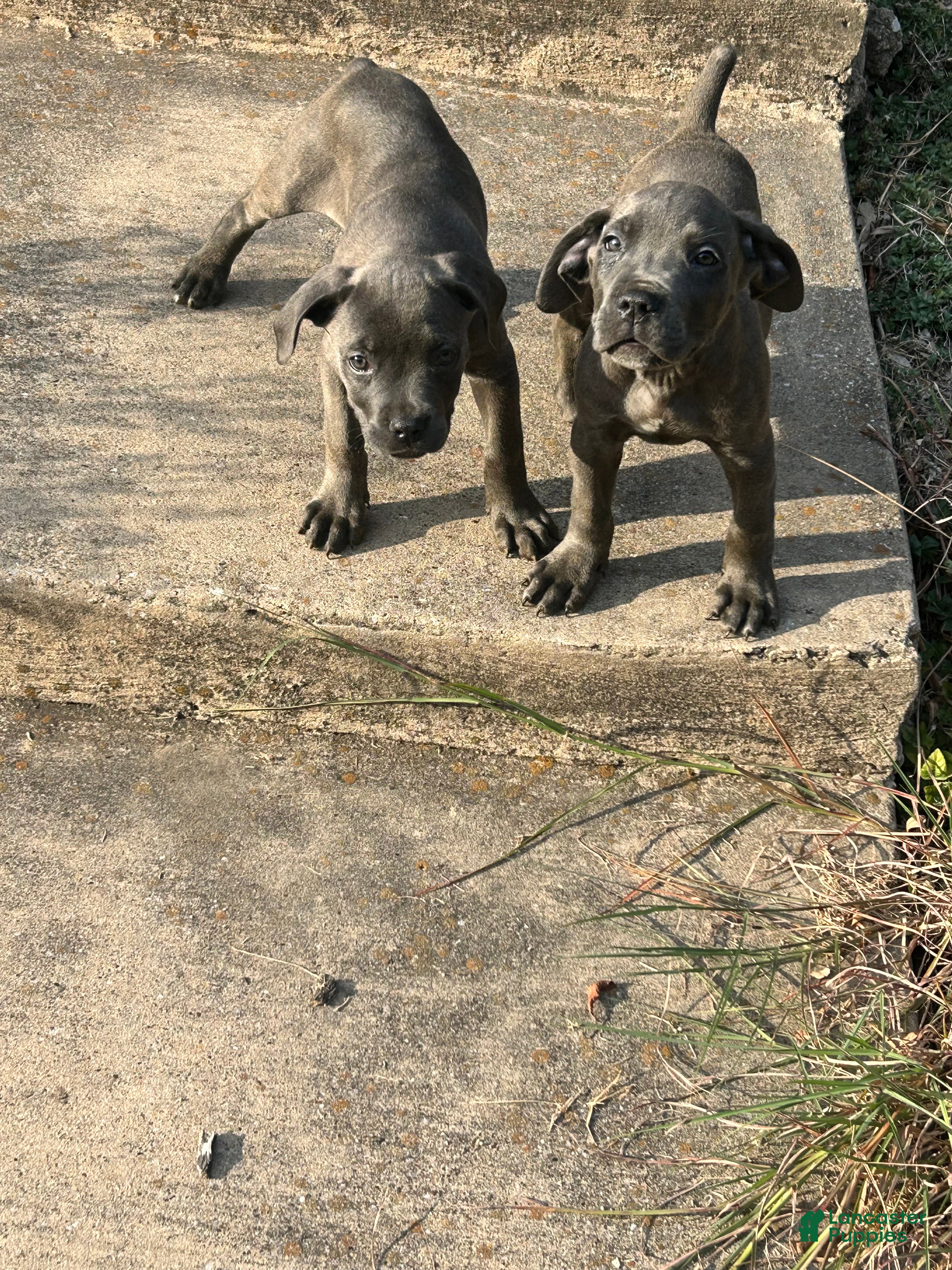 Cane Corso dogs Cane Corso 3 - Ad 31