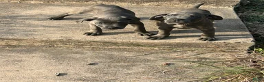 Cane Corso 3