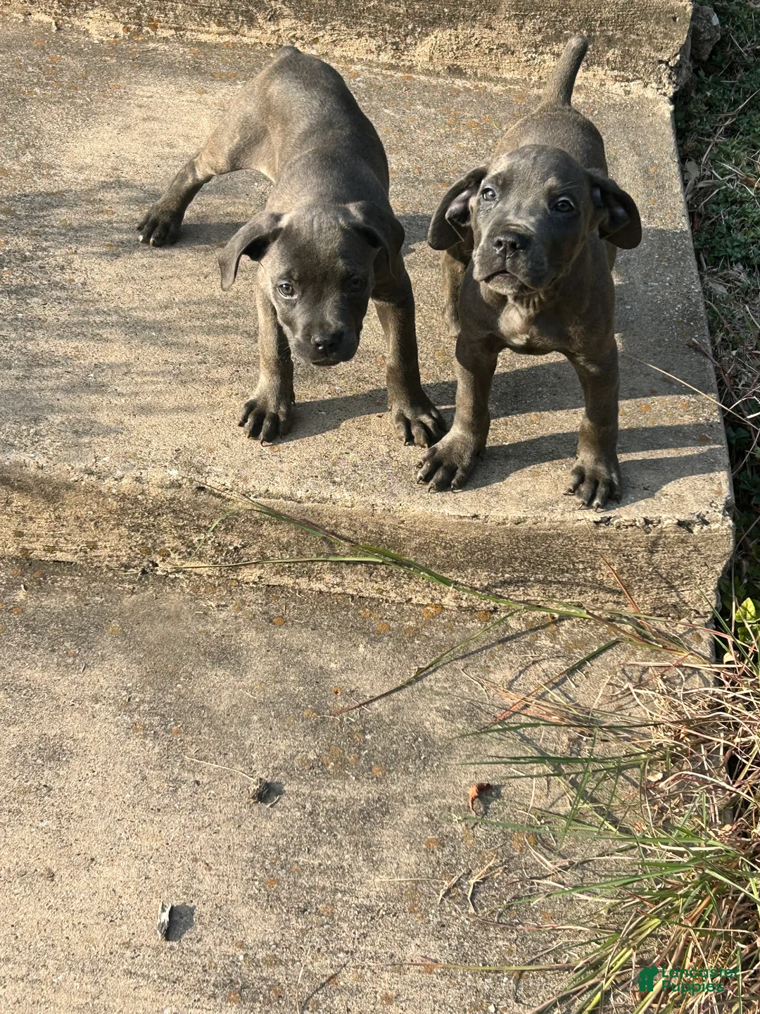 Cane Corso dogs for sale: Cane Corso 3 - Ad 1