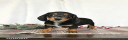 Miniature Dachshund dogs for sale: Lilac - Ad 3