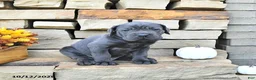 Cane Corso dogs for sale: Cooper - Ad 3