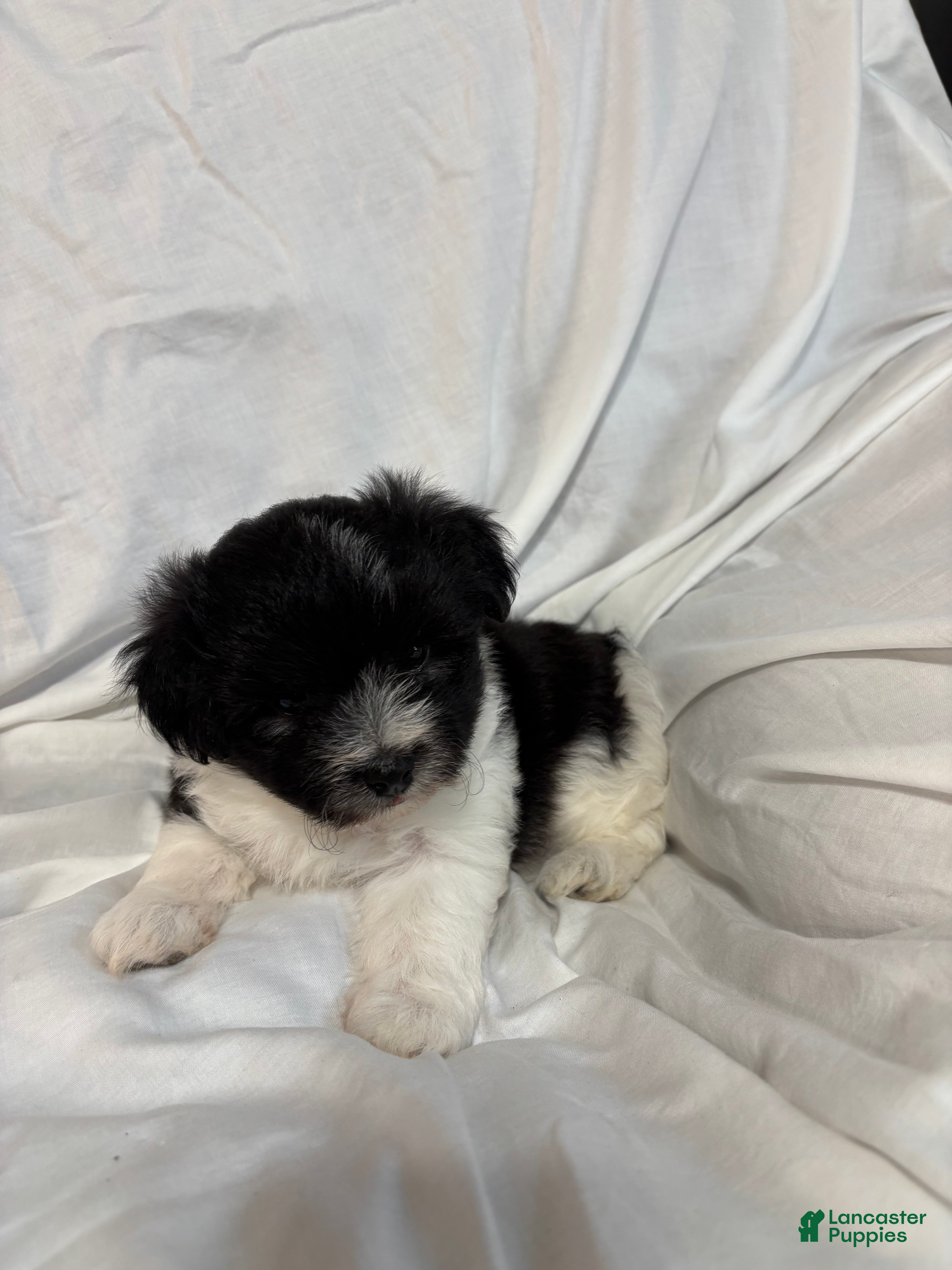 Havanese dogs Daisy - Ad 1