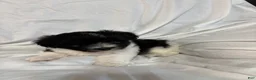 Havanese dogs for sale: Daisy - Ad 1
